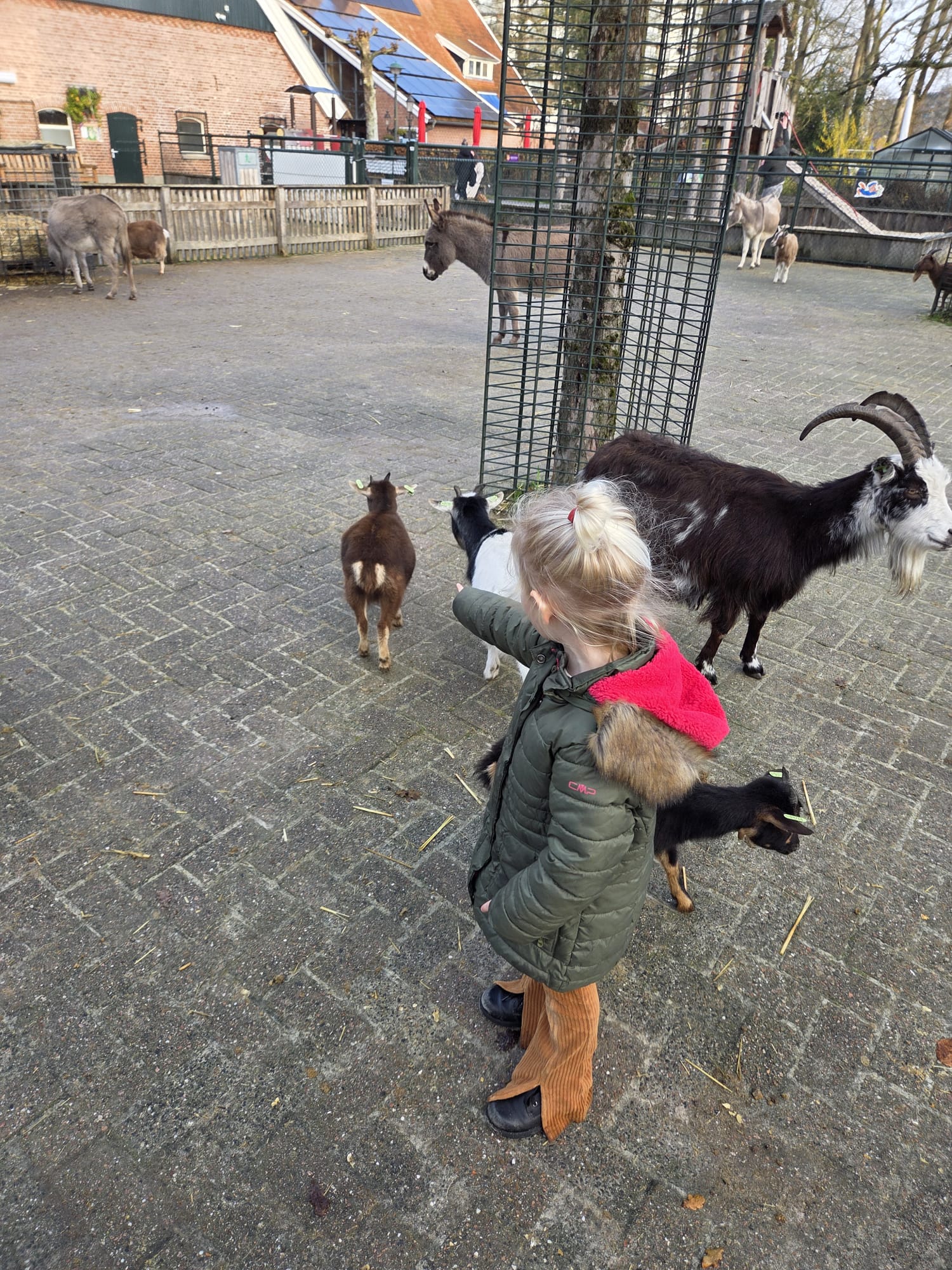 Uitje naar de kinderboerderij